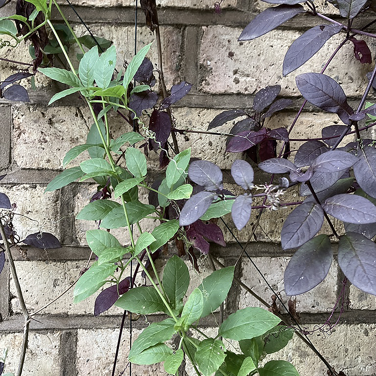 coutyard leaves coutyard leaves
